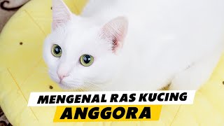 Yuk Mengenal Kucing Anggora, Ras Kucing dengan Bulu Panjang yang Cantik 😻