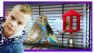 VLOG 🦅  ПОКУПКА ПОПУГАЙ ВОЛНИСТЫЙ  🐤  КАК ВЫБРАТЬ ПОПУГАЯ 🍇 ЧЕМ КОРМИТЬ ?