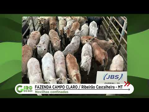 FAZENDA DE CONFRESA (MT) SURPREENDE COM NOVILHADA JOVEM; CONFIRA