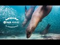 Padi aware  celebrating 30 years in conservation
