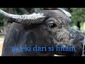 (documentary) PENTERNAKAN KERBAU SECARA TRADISIONAL