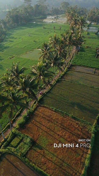 Mini 4 Pro vs DJI Avata, which shot looks better? 🍃 @man.fromearth