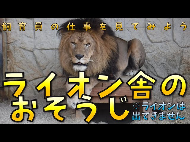 ライオン舎のおそうじ【飼育員の仕事を見てみよう】 - YouTube