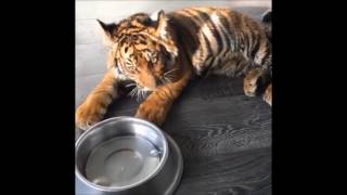 The Exploitation of Achilles Black Jaguar White Tiger Achilles