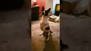 Mannequin challenge. Prince the dog mannequin