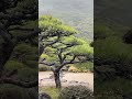 2026/03/03 栗林公園的掬月亭
