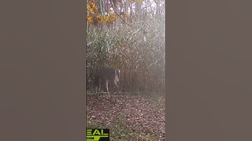 This buck walks this path everyday come on RUT// #2023 #tactacam #new #buck #deer #hunting #scrape