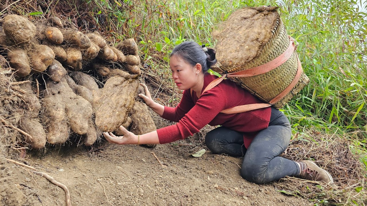 "Harvest strange, Giant potatoes underground and bring them to the market to sell | Cooking".