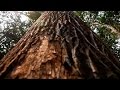 Protección Especie de  Árbol El Abarco (Cariniana pyriformis) - TvAgro por Juan Gonzalo Angel