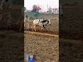 One bull with plowing bull riding bull for racing bull for agriculture #ytshorts #bull #bullpower