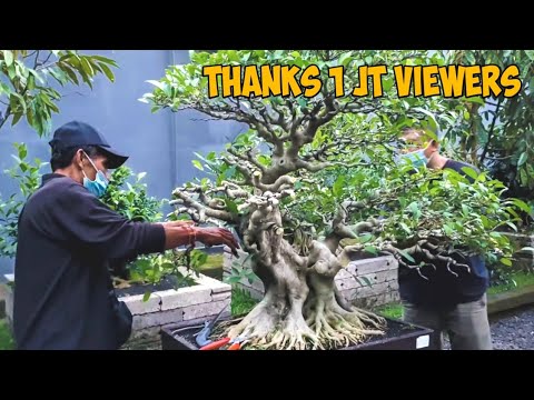 Bonsai Amplas seharga 50JT, di-NOL-kan lagi oleh bpk. Made Kari