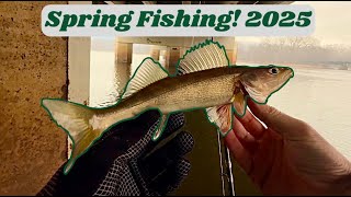 NON-STOP Early Spring Walleye Fishing Under a Bridge!