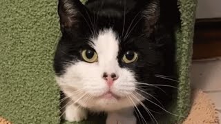 Street cat had enough, convinces human to adopt him