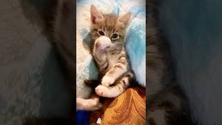 Smart Cats Compilation #CleverCat #FunnyPets #CatVideos