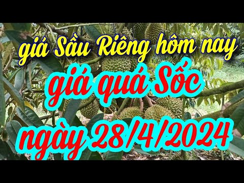 giá sầu riêng hôm nay ngày 28/4/2024