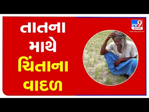 Junagadh: Amid delayed monsoon, agricultural experts advise farmers over groundnut cultivation | TV9