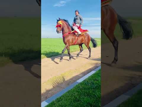 الله الله العود البرݣي الزين السلالة الأصيلة