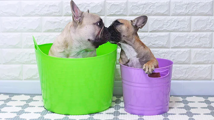 Frenchie Gets A Frenchie | 5 Years Of Friendship i...