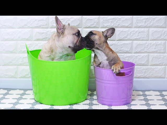 Frenchie Gets A Frenchie | 5 Years Of Friendship in 4 Minutes class=