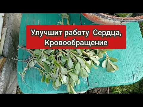 Этот Целебный Сорняк Лечит Кучу Болезней Повышает Иммунитет! ПОРТУЛАК: Лечебные Свойства Рецепты