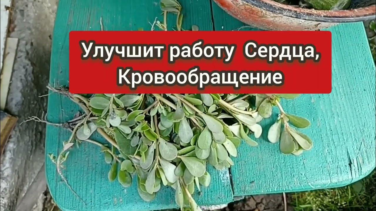 Этот Целебный Сорняк Лечит Кучу Болезней Повышает Иммунитет! ПОРТУЛАК ...