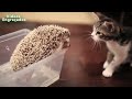 Animais de estimação engraçado e bonito que faz o divertimento   Gatos bonitos e cães Compilation