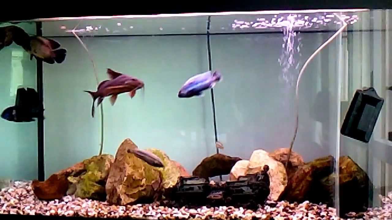 Acquario di casa acqua dolce tropicale 300 L - YouTube