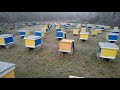 Beekeeping. Итальянка. Начало зимовки.