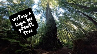 Meet my Huge Old Growth Tree Friends / GoPro Hero 12 by Curious Bo 36 views 2 months ago 3 minutes, 40 seconds