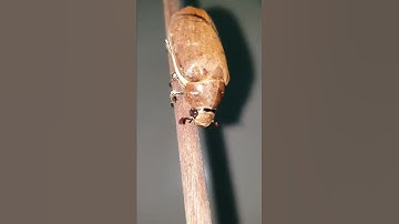 Vui lắm nha, Toàn thân còn bù rầy nè #shorts