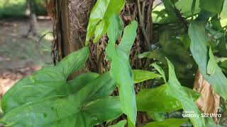 GALAXY S22 ULTRA in 2024 | testing the camera....What do you think?