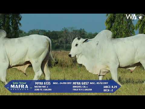 LOTE 99   MFRA 6135, 6857