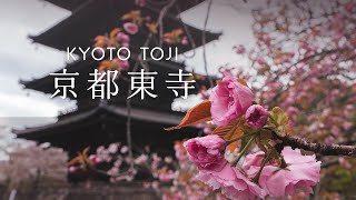 【京都 東寺】桜とバームクーヘン1本焼き体験の日｜atelier京ばあむ｜ミスター・ギョーザ｜味のタテハラ｜あめ久