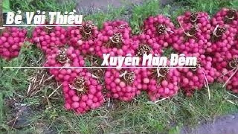 Bẻ Vải Thiều Xuyên Mà Đêm I Núi Đồi Lục Ngạn