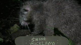 Shane Auckland Rat Poison Part