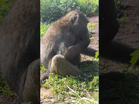 Aka Gakoko Kitwa Gute Do You Know This Animal 