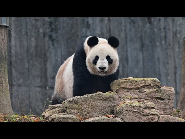 2024.12.07 今日のパンダ（3711日目）[4K] - YouTube