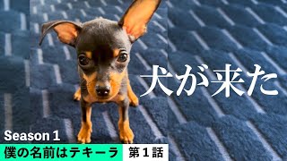 子犬との出会い / 生後2ヶ月ミニピンの成長記録【僕の名前はテキーラ Season 1 / 第1話 】