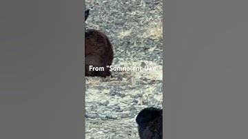 Thumbnail of Home On The Range, excerpt from “Somnolent Uke” #gotosleep #lofi #ukulele