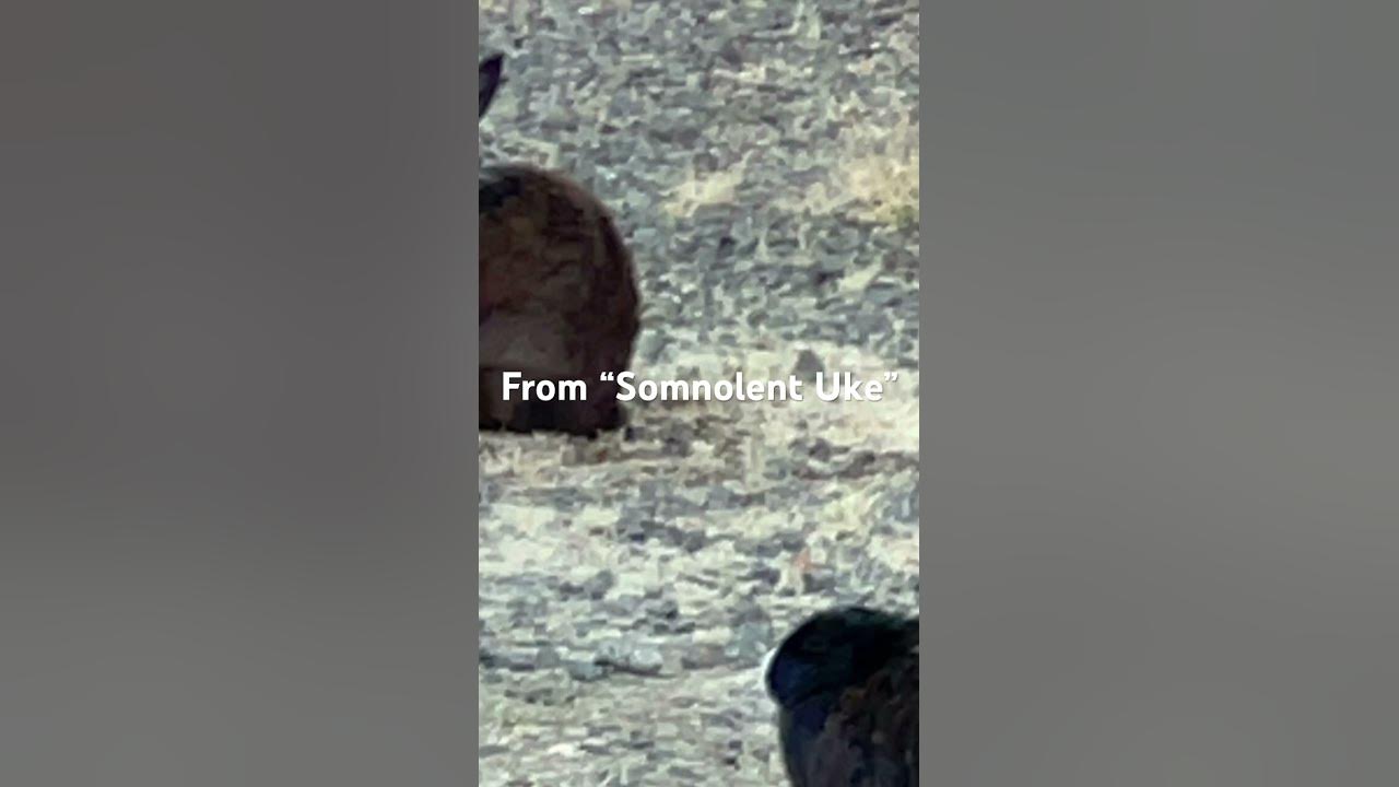 Home On The Range, excerpt from “Somnolent Uke” #gotosleep #lofi #ukulele
