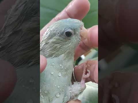 サザナミインコ♂　Barred parakeet