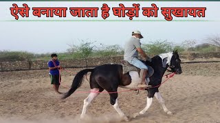 हॉर्स ट्रेनिंग/ Horse training