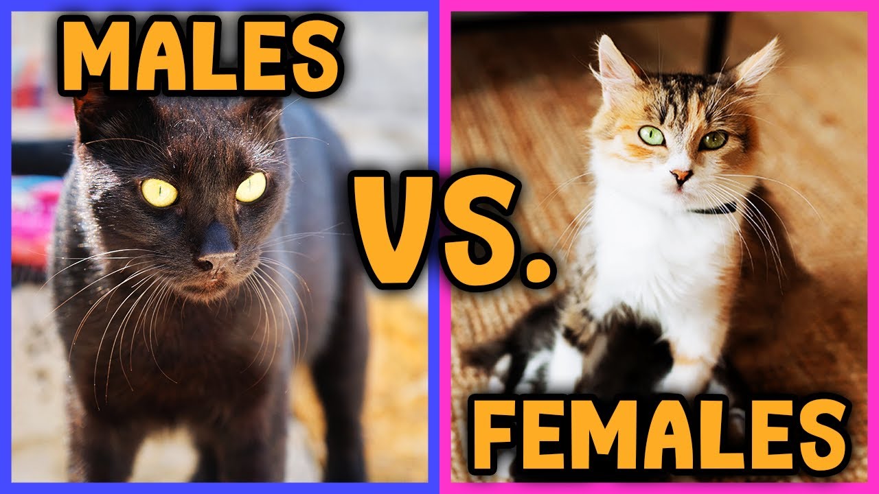 Should You Get a MALE or FEMALE Cat? YouTube