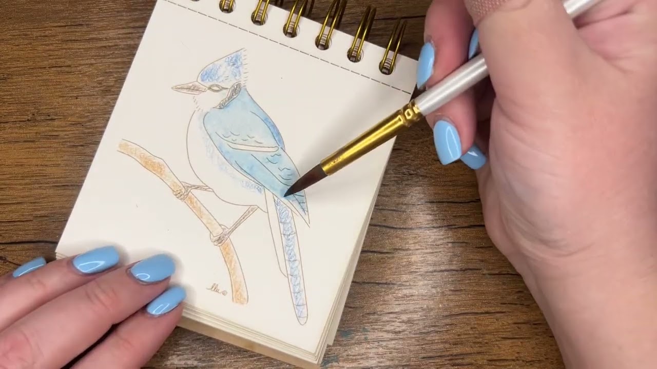 Blue jay with Watercolor Pencils, North American Birds