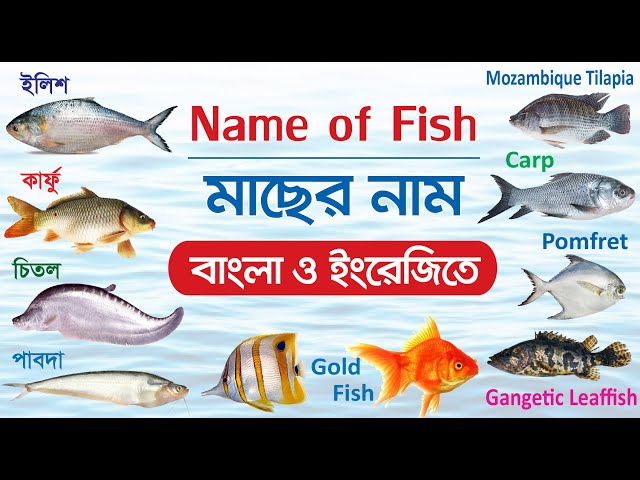 মাছের নাম শিখুন | Learn Fish Name Bengali & English | ৫০টি মাছের নাম বাংলা ও ইংরেজিতে 50+ Fish Name class=
