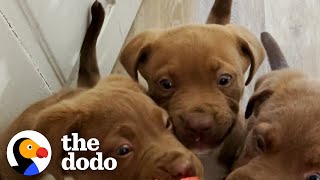The 8 Rules To Fostering A Litter Of Tiny Puppies | The Dodo Foster Diaries