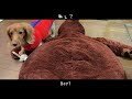 【2021年本日のノア総集編】愛犬動画