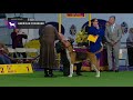 American Foxhounds | Breed Judging 2019 の動画、YouTube動画。