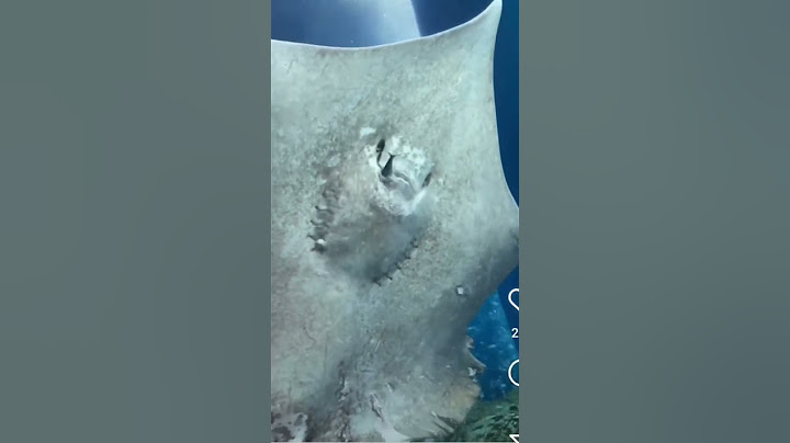 stingray eating a fish