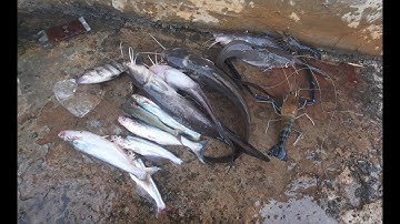 Câu cá ngát trên trụ cầu,  gặp nước ương/may mắn được đủ loại cá tôm/TV cá heo